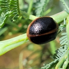 Dicranosterna immaculata (Acacia leaf beetle) at Tidbinbilla Nature Reserve - 26 Jan 2023 by trevorpreston