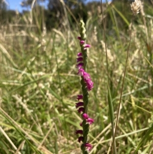 Spiranthes australis at Fadden, ACT - suppressed