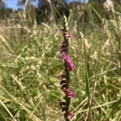 Spiranthes australis (Austral Ladies Tresses) at Fadden, ACT - 11 Jan 2023 by AnneG1