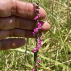 Spiranthes australis at Fadden, ACT - 11 Jan 2023