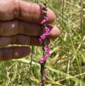 Spiranthes australis at Fadden, ACT - suppressed