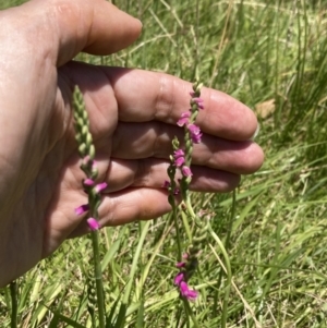 Spiranthes australis at Fadden, ACT - 11 Jan 2023