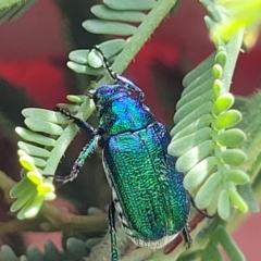 Diphucephala sp. (genus) (Green Scarab Beetle) at Paddys River, ACT - 26 Jan 2023 by trevorpreston