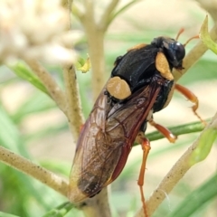 Perga dorsalis (Steel-blue sawfly, spitfire) at Tidbinbilla Nature Reserve - 26 Jan 2023 by trevorpreston