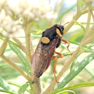 Perga dorsalis at Paddys River, ACT - 26 Jan 2023 02:25 PM