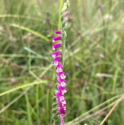 Spiranthes australis (Austral Ladies Tresses) at Conder, ACT - 22 Jan 2023 by AnneG1