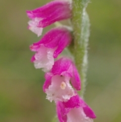 Spiranthes australis at Conder, ACT - 22 Jan 2023