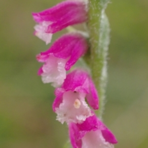 Spiranthes australis at Conder, ACT - 22 Jan 2023