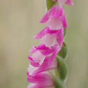 Spiranthes australis at Conder, ACT - 22 Jan 2023