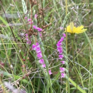 Spiranthes australis at Conder, ACT - 22 Jan 2023