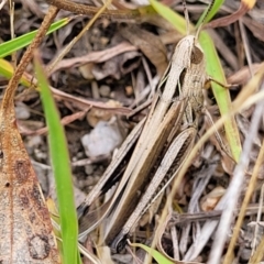 Caledia captiva (grasshopper) at Paddys River, ACT - 26 Jan 2023 by trevorpreston