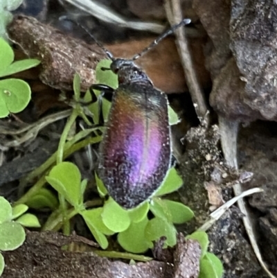 Metriolagria formicicola (Darkling beetle) at Burradoo - 9 Jan 2023 by GlossyGal
