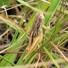 Praxibulus sp. (genus) (A grasshopper) at Paddys River, ACT - 26 Jan 2023 by trevorpreston