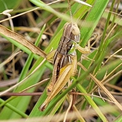 Praxibulus sp. (genus) (A grasshopper) at Tidbinbilla Nature Reserve - 26 Jan 2023 by trevorpreston