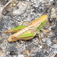 Praxibulus sp. (genus) (A grasshopper) at Paddys River, ACT - 26 Jan 2023 by trevorpreston