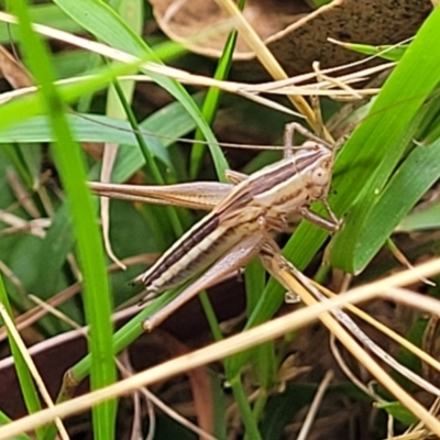 Conocephalus semivittatus (Meadow katydid) at Tidbinbilla Nature Reserve - 26 Jan 2023 by trevorpreston