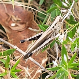 Caledia captiva at Paddys River, ACT - 26 Jan 2023 02:21 PM