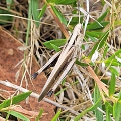 Caledia captiva at Paddys River, ACT - 26 Jan 2023 02:21 PM