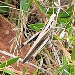 Caledia captiva at Paddys River, ACT - 26 Jan 2023 02:21 PM