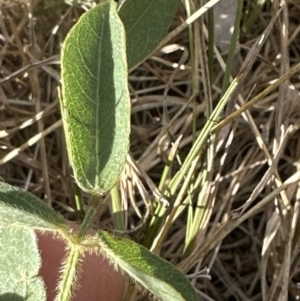 Glycine tabacina at Aranda, ACT - 26 Jan 2023