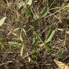 Glycine tabacina at Molonglo Valley, ACT - 26 Jan 2023