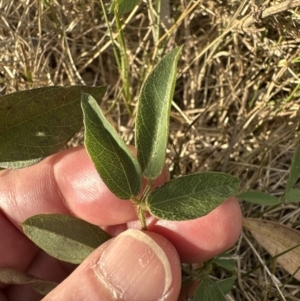 Glycine tabacina at Aranda, ACT - 26 Jan 2023