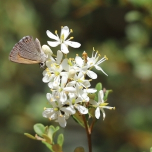 Nacaduba biocellata at Cook, ACT - 26 Jan 2023