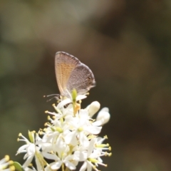 Nacaduba biocellata at Cook, ACT - 26 Jan 2023