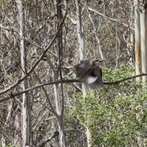 Dacelo novaeguineae at Paddys River, ACT - 26 Jan 2023