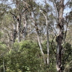 Dacelo novaeguineae at Paddys River, ACT - 26 Jan 2023