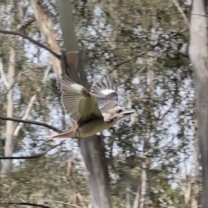 Dacelo novaeguineae at Paddys River, ACT - 26 Jan 2023