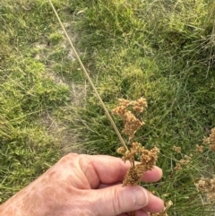 Juncus sarophorus (Broom Rush) at Molonglo Valley, ACT - 26 Jan 2023 by lbradley