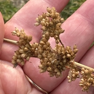 Juncus sarophorus at Molonglo Valley, ACT - 26 Jan 2023