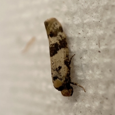 Unidentified Tortricid moth (Tortricidae) at Jerrabomberra, NSW - 23 Jan 2023 by Steve_Bok