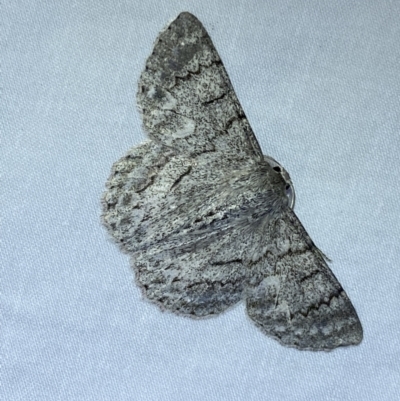 Crypsiphona ocultaria (Red-lined Looper Moth) at QPRC LGA - 25 Jan 2023 by Steve_Bok
