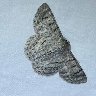 Crypsiphona ocultaria (Red-lined Looper Moth) at Jerrabomberra, NSW - 26 Jan 2023 by SteveBorkowskis
