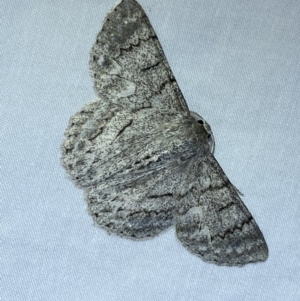 Crypsiphona ocultaria at suppressed - 26 Jan 2023