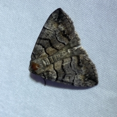 Dysbatus undescribed species (A Line-moth) at QPRC LGA - 25 Jan 2023 by Steve_Bok