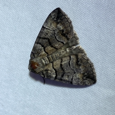 Dysbatus undescribed species (A Line-moth) at Jerrabomberra, NSW - 25 Jan 2023 by Steve_Bok