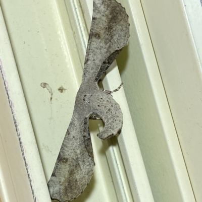 Circopetes obtusata (Grey Twisted Moth) at Jerrabomberra, NSW - 25 Jan 2023 by Steve_Bok