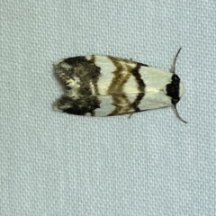 Thallarcha albicollis (Crossed Footman) at Jerrabomberra, NSW - 26 Jan 2023 by SteveBorkowskis