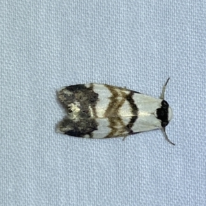 Thallarcha albicollis at suppressed - 26 Jan 2023