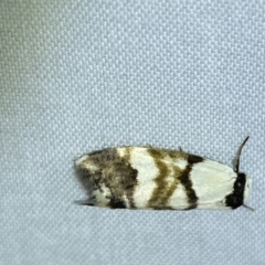 Thallarcha albicollis at suppressed - 26 Jan 2023