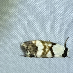 Thallarcha albicollis at Jerrabomberra, NSW - suppressed