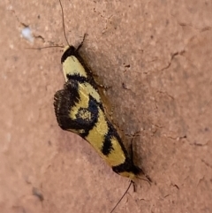 Olbonoma triptycha (Chezela Group) at Jerrabomberra, NSW - 26 Jan 2023 by SteveBorkowskis