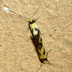 Olbonoma triptycha at Jerrabomberra, NSW - 26 Jan 2023