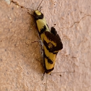 Olbonoma triptycha at Jerrabomberra, NSW - 26 Jan 2023