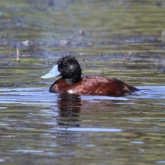 Oxyura australis (Blue-billed Duck) at Upper Stranger Pond - 26 Jan 2023 by RodDeb