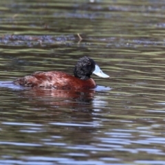 Oxyura australis at Isabella Plains, ACT - 26 Jan 2023