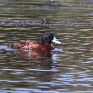 Oxyura australis at Isabella Plains, ACT - 26 Jan 2023 11:12 AM